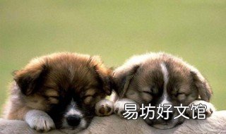 梦到送我了一只小狗 梦见朋友送我一只小狗