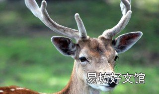 鹿产品的功效 鹿产品的功效是不是过度了