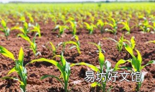 爆火花玉米种能出苗吗 爆米花玉米可以直接种吗?做种子?
