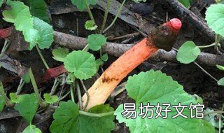 红鬼笔的功效 红鬼笔有什么药用价值