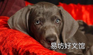 魏玛犬饲养方法 魏玛犬温顺吗