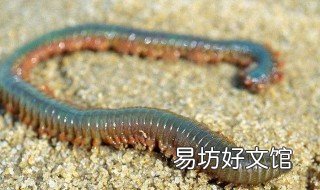 活沙蚕保存方法 活沙蚕保存方法图解