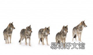 开车遇到狼群怎么办 野外开车遇到狼群安全吗