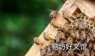 中国养蜂杂志怎样订购 中国养蜂杂志订阅