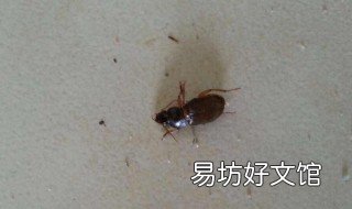 晚上耳朵进虫子怎么办 晚上耳朵进虫子怎么办要动手术吗?