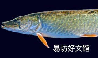 黄鲫子鱼哪里有 黄鲫子鱼是黄花鱼吗