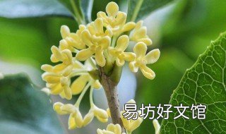 桂花树用什么肥好 桂花树用什么肥料好