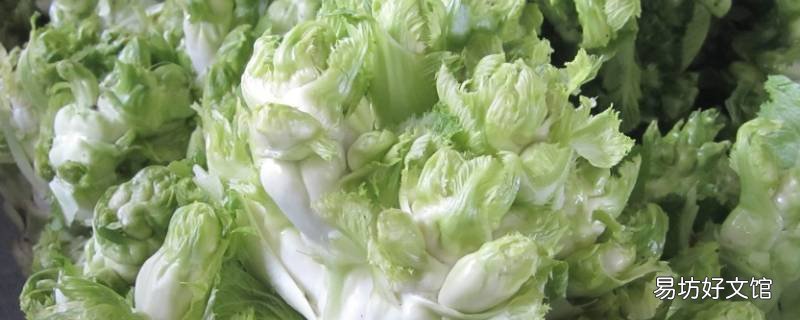 儿菜是什么菜 儿菜是什么菜图片大全