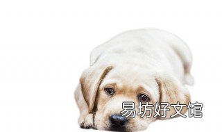 狗狗的眼睛能看清人吗 狗的眼睛能看到吗
