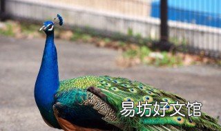 孔雀幼苗怎么养 孔雀幼苗怎么养活