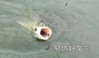 10月怎样钓翘嘴 秋季怎么钓翘嘴鱼