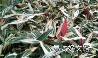 花叶竹芋的养殖方法 花叶竹芋的养殖方法和注意事项