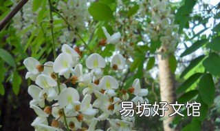 槐花怎么种植 槐花种植基地