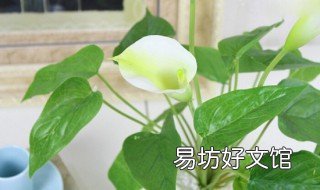盆栽马蹄莲花期有多长 马蹄莲花好养吗在几月份开花