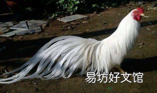 什么生肖是失林之鸟 失是什么生肖动物