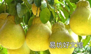 顺丰快递可以寄柚子肉吗 顺丰可以寄剥开的柚子吗
