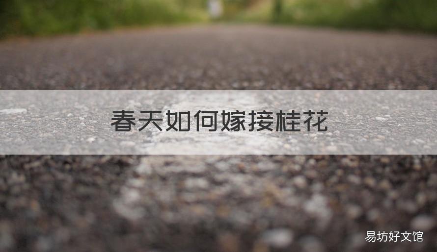 春天如何嫁接桂花 春天嫁接桂花什么时间擦接穗