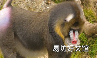 山魈是猴子吗 嵖岈山有猴子吗