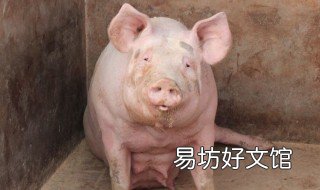 怀孕母猪能打什么疫苗 怀孕母猪打什么疫苗最好