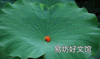 荷叶的颜色怎么涂 荷叶的颜色怎么涂简笔画