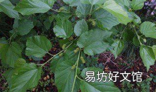 野桑树嫁接野桑树能行吗 桑树可以插枝繁殖吗