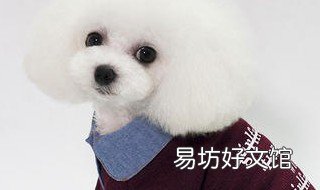 宠物狗毛线衣服教程 小狗衣服毛线编织法