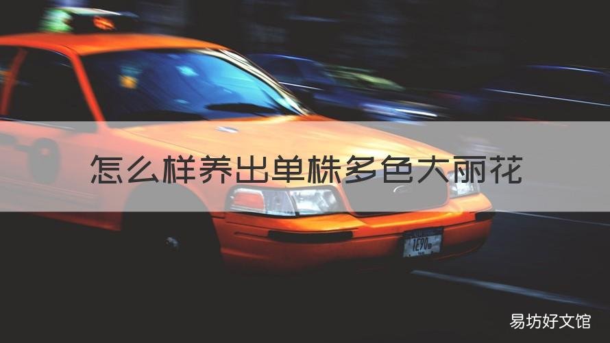 怎么样养出单株多色大丽花 怎么样养出单株多色大丽花盆景