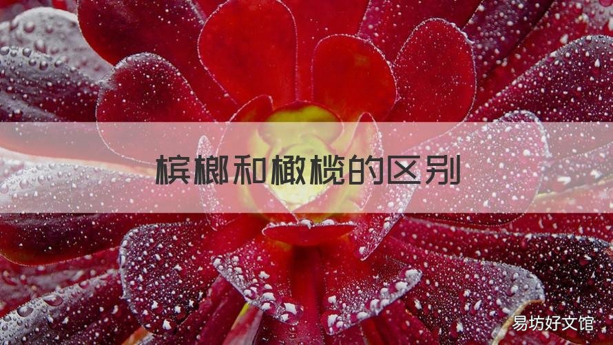 槟榔和橄榄的区别 槟榔和橄榄的区别在哪里