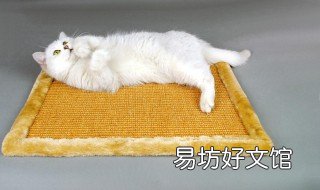 砂紙能做貓抓板嗎 做貓抓板用什么材料