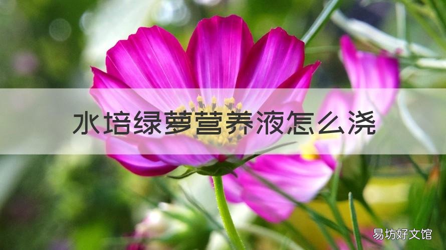 水培绿萝营养液怎么浇 水培绿萝要营养液吗