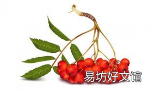 三七加山楂的功效 三七加山楂的功效与作用