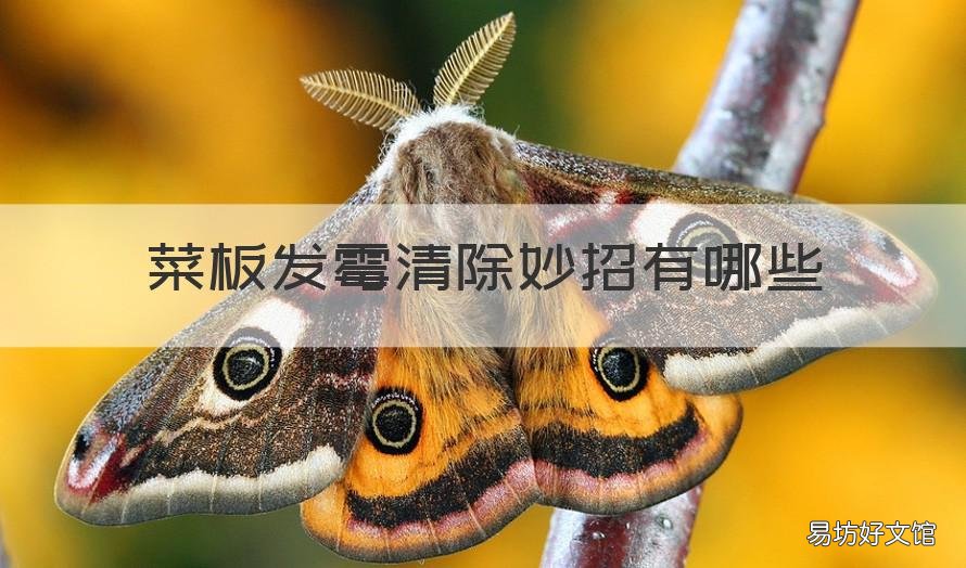 菜板發(fā)霉清除妙招有哪些 菜板發(fā)霉了怎么能去除