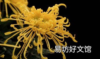 龙爪菊的养殖要点和技巧 龙爪菊的栽培方法