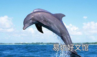 岸上怎么练海豚腿 如何打海豚腿