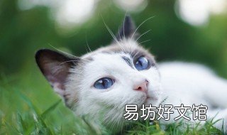 寵物貓有哪些 寵物貓有哪些品種