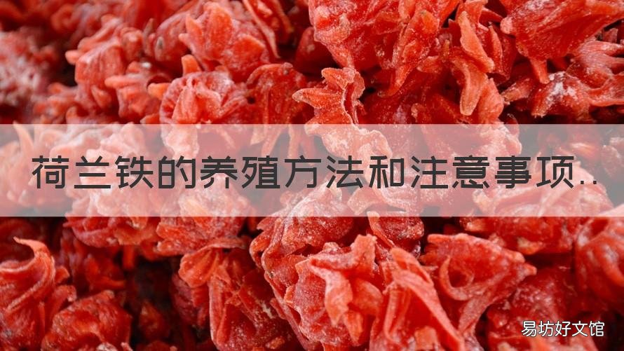 荷兰铁的养殖方法和注意事项 荷兰铁巨丝兰怎么养