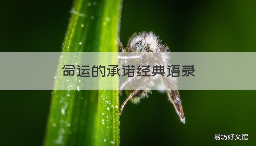命運的承諾經(jīng)典語錄 對命運承諾,對承諾負責(zé)的意思
