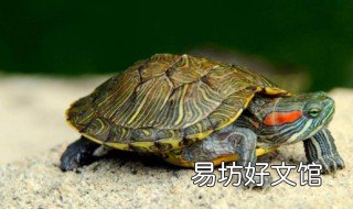 梦见乌龟追着我跑 梦见乌龟追着我跑最后变成了狗