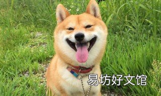 小柴犬怎么养 柴犬怎么养胖