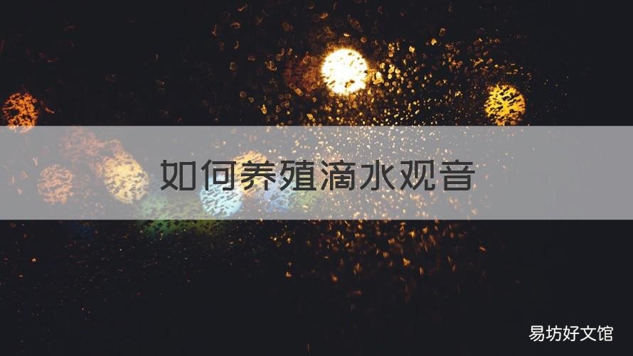 如何养殖滴水观音 如何养殖滴水观音视频
