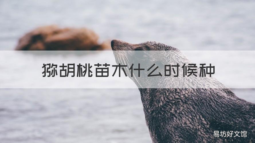 猕胡桃苗木什么时候种