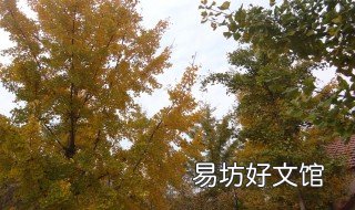 邳州银杏时光隧道什么时候去合适 邳州银杏时光隧道怎么走