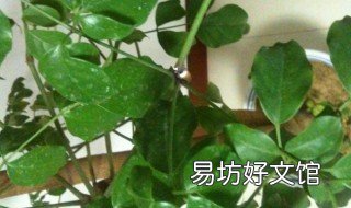 幸福树怎么修剪枝叶 幸福树怎么修剪枝叶图片