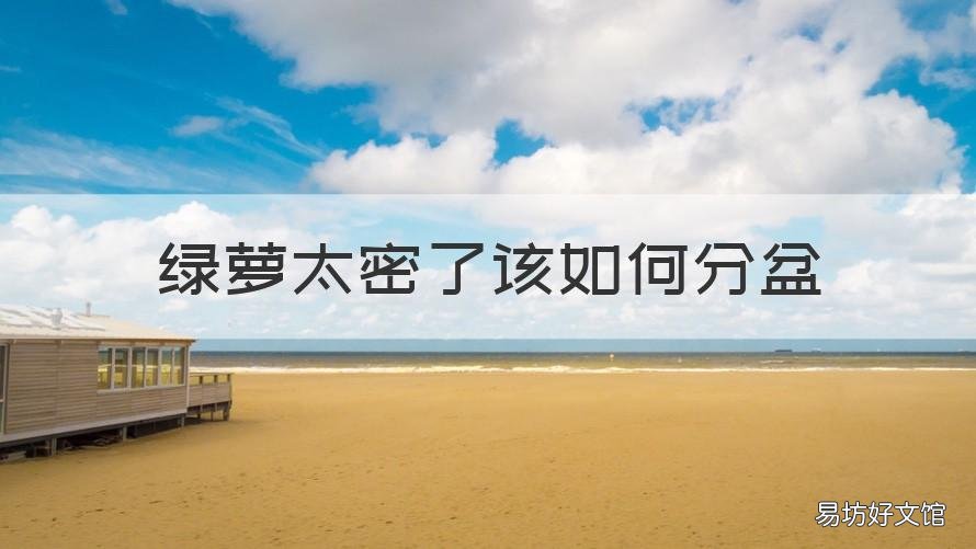 绿萝太密了该如何分盆 绿萝分盆根太密怎么分