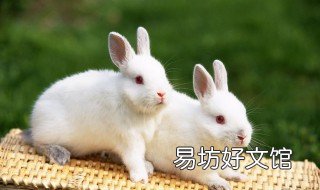 海棠兔飼養(yǎng)方法 海棠兔飼養(yǎng)方法視頻