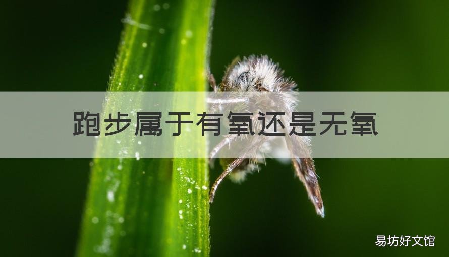 跑步屬于有氧還是無氧 跑步屬于無氧嗎