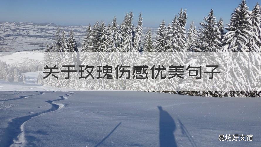 关于玫瑰伤感优美句子 关于玫瑰的伤感说说