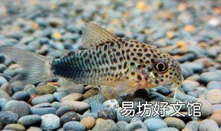 印第安鼠饲养方法 印第安鼠能长多大