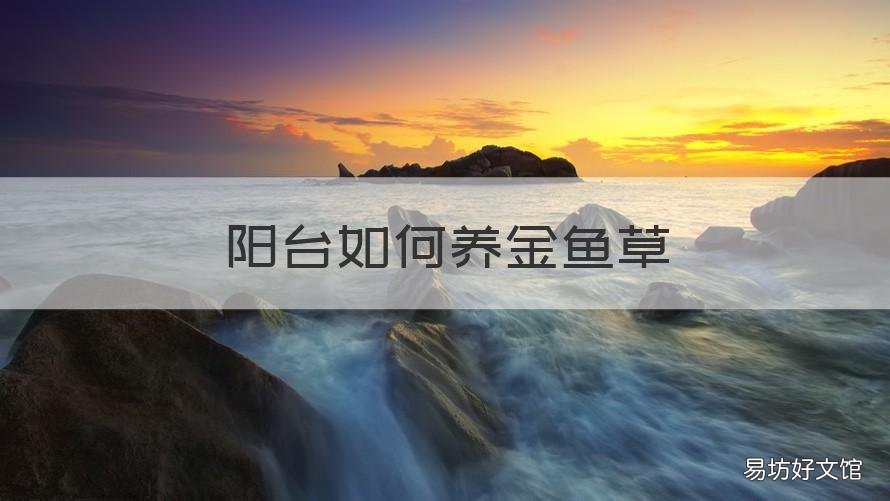 阳台如何养金鱼草 金鱼草可以养在室内吗