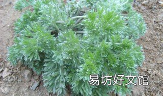 茵陈是艾草的幼苗吗 3月中旬茵陈和艾草苗怎么区分